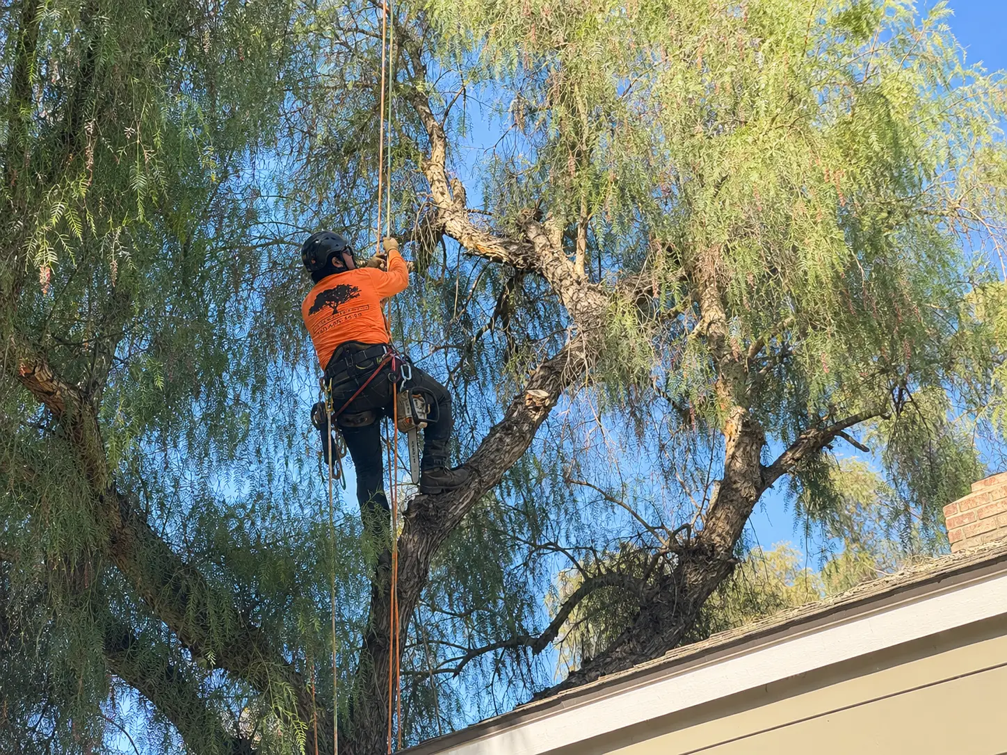 Tree Care
